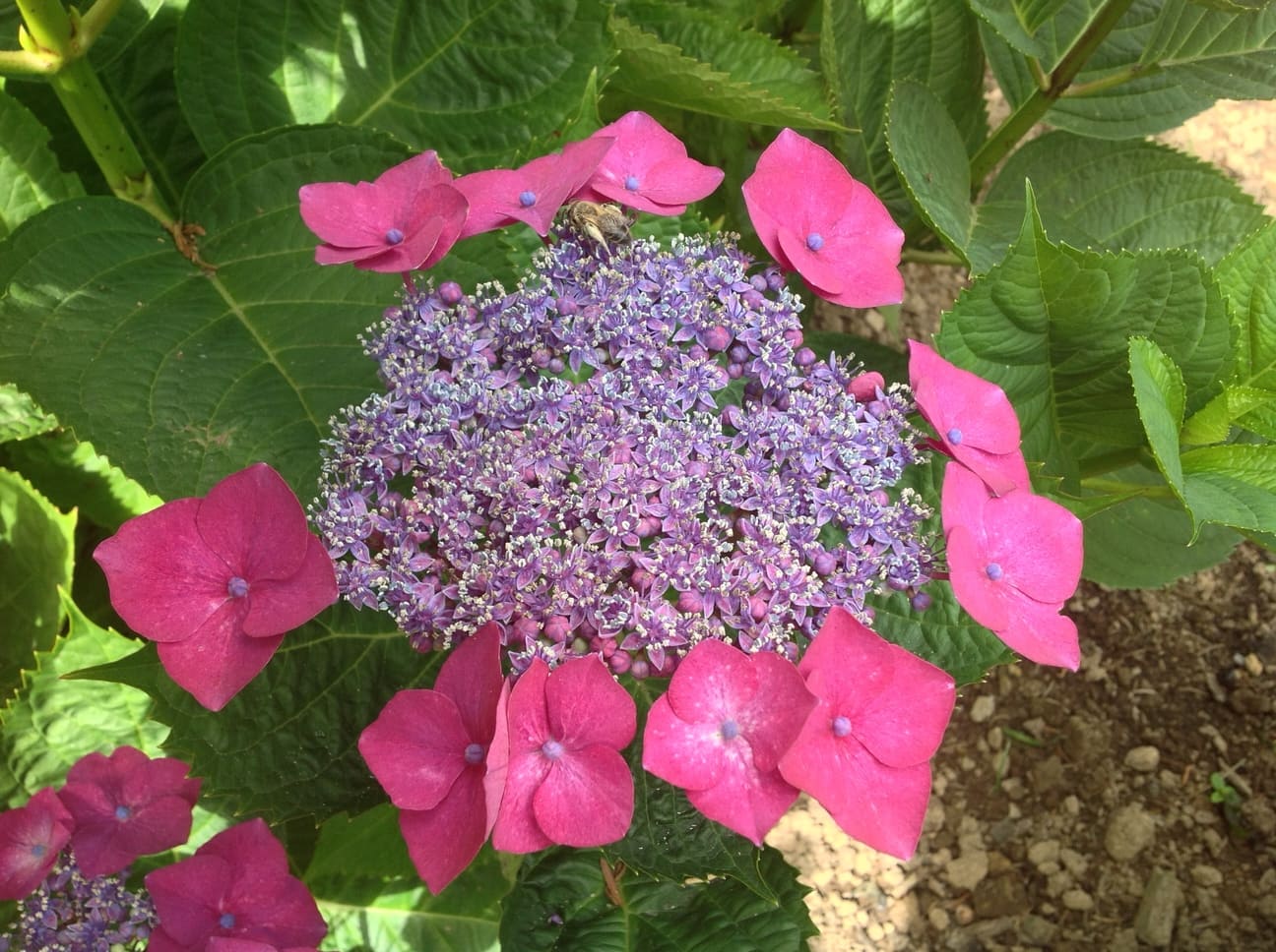 Hortensias du Haut Bois Hydrangea macrophylla Bergfink hortensia