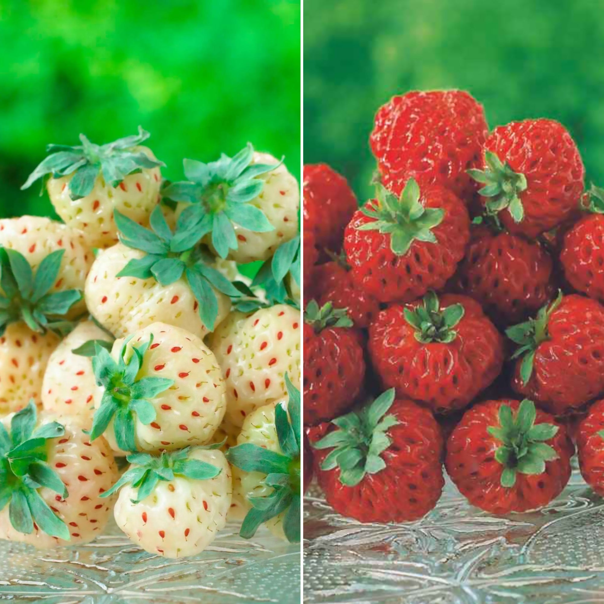 Bakker Fraisiers originaux collection 4 pots Ø9cm sucrés