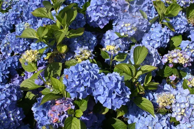 Les Hortensias du Haut Bois Enziandom hortensia macrophylla bleu