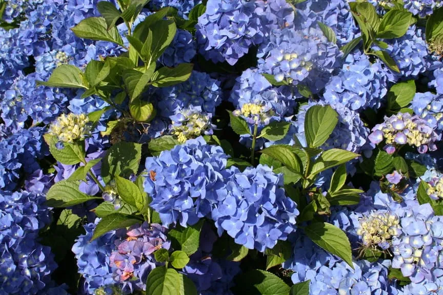 Les Hortensias du Haut Bois Enziandom hortensia macrophylla bleu