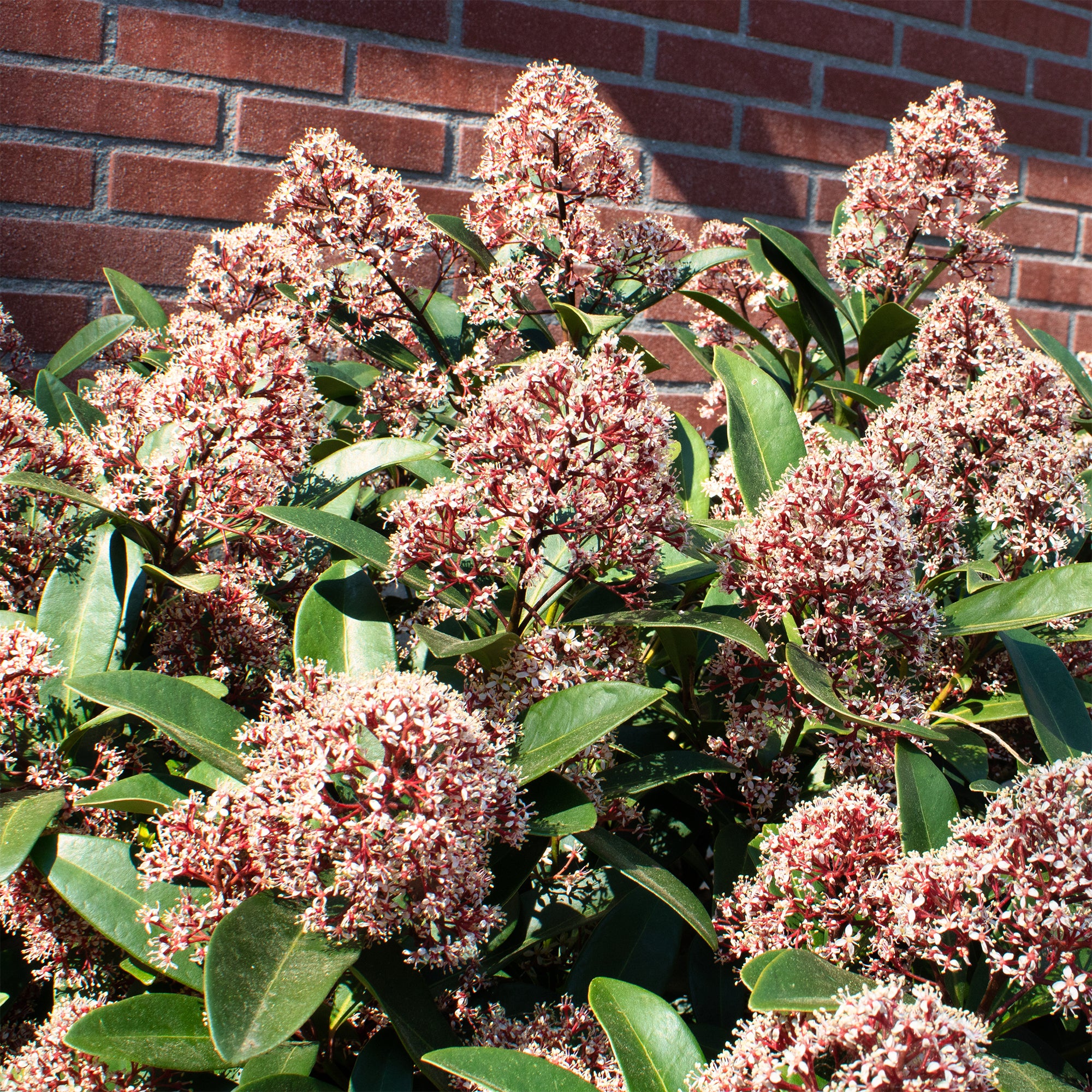 Bakker Skimmia Rubella arbuste persistant pot 2L