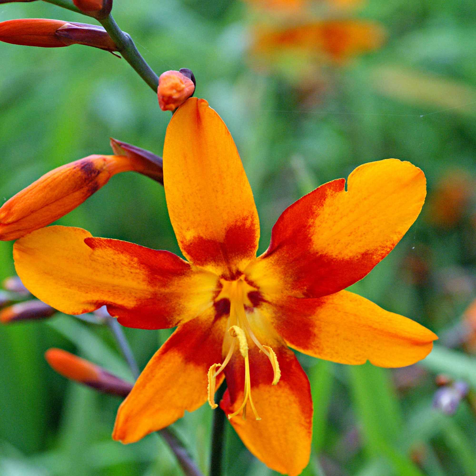 Bakker Bulbes Crocosmia Emily McKenzie sachet 15 orange
