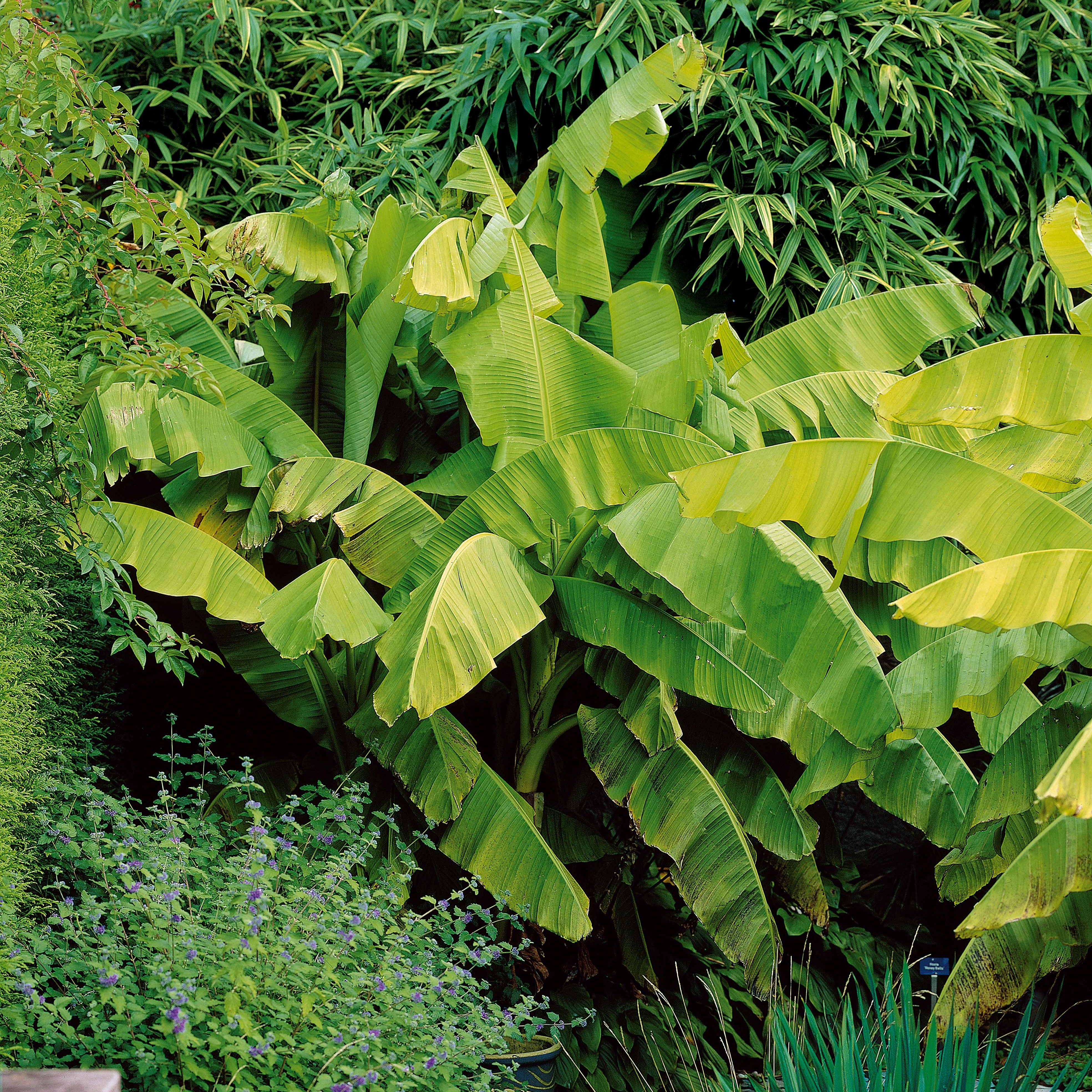 Bakker Bananier du Japon plante pot 10,5cm rustique -19°C