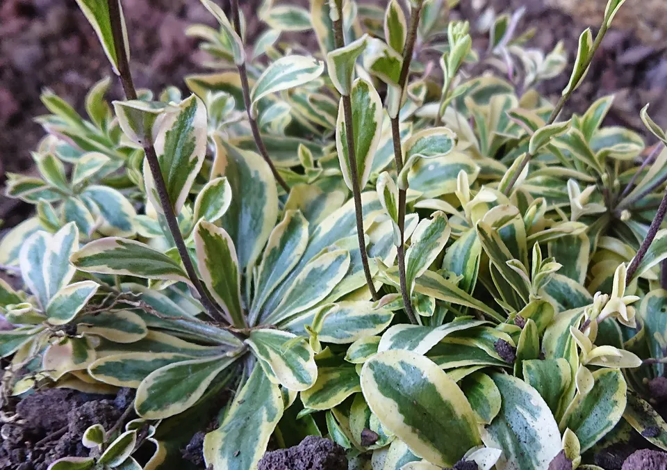 Passion Vivaces Arabis ferdinandi Old Gold arabette godet
