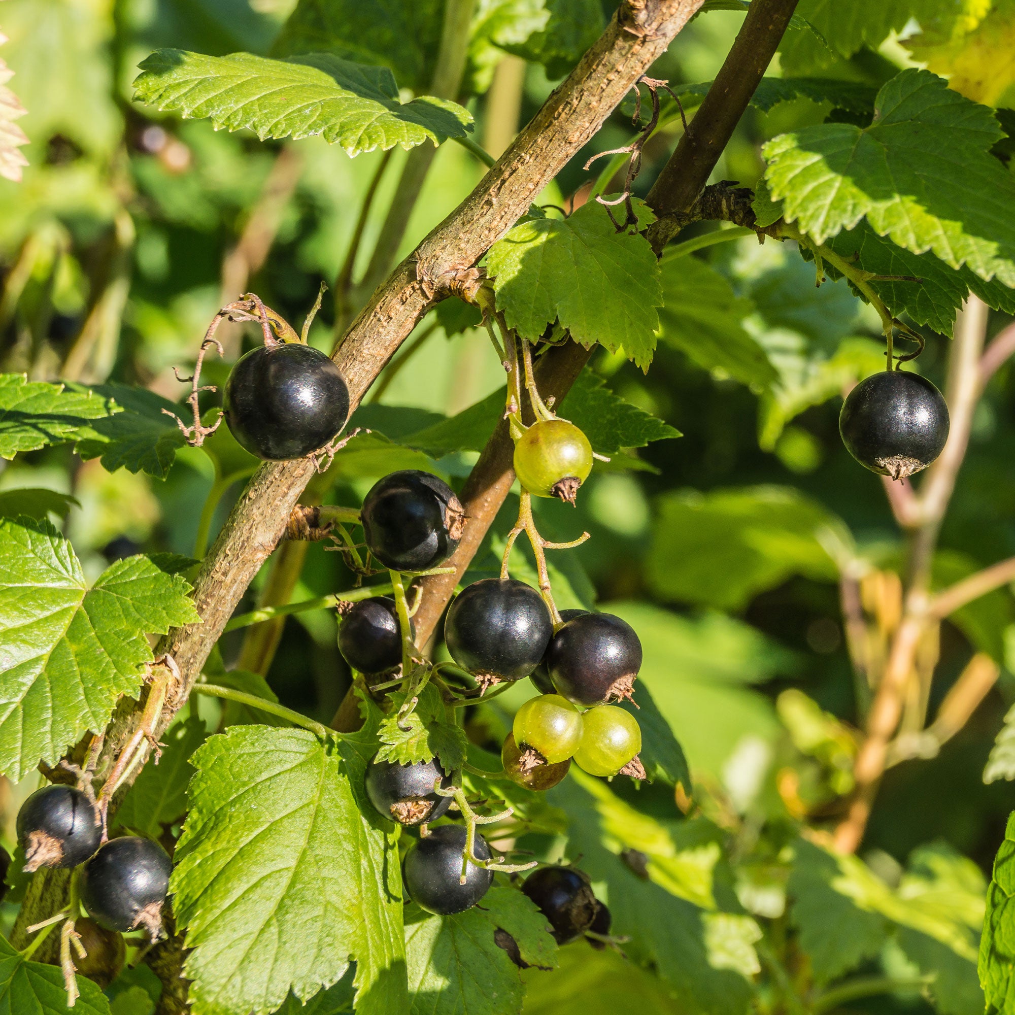 Bakker Cassissier Andega gros fruits racine nue 1-2 branches