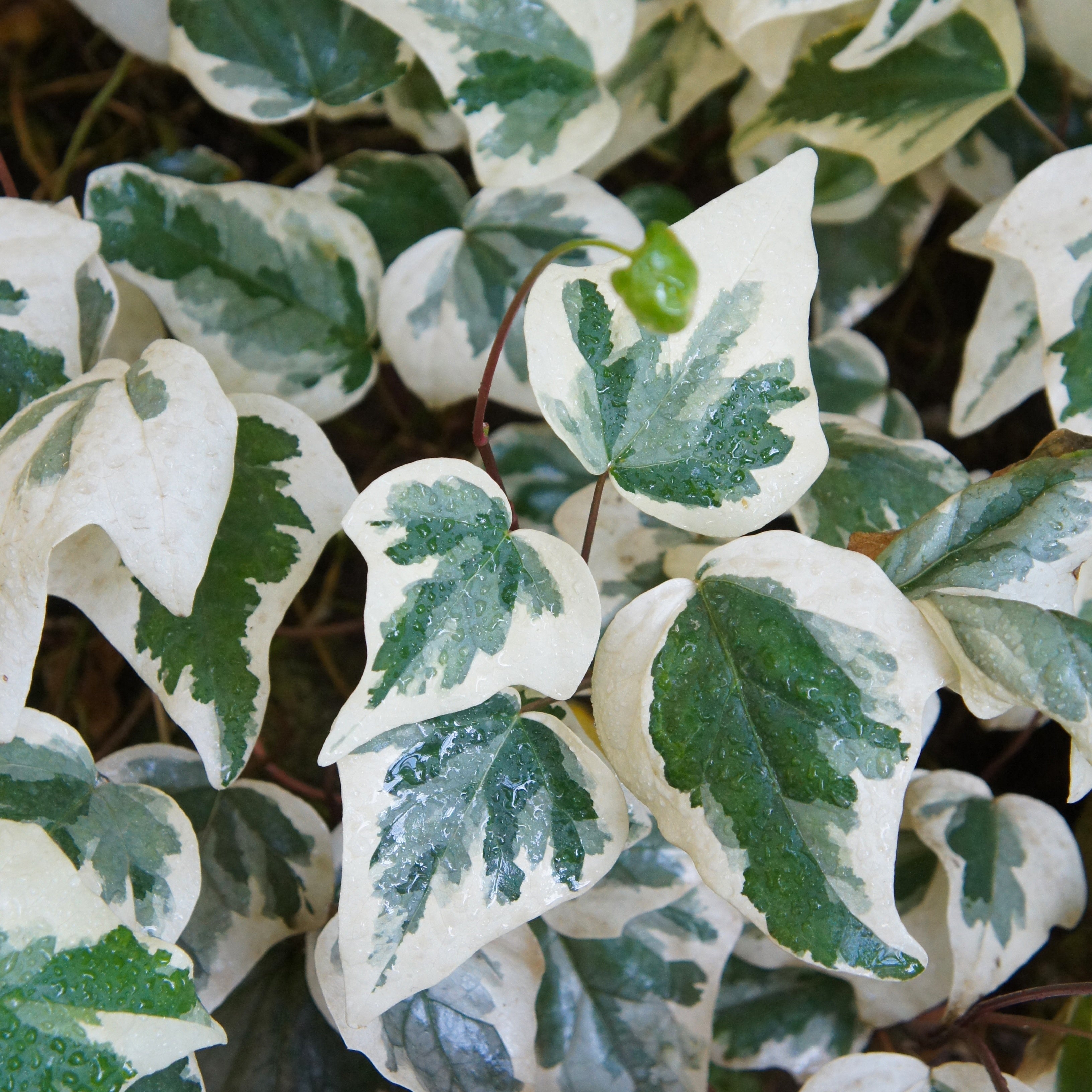 Bakker Lierre Canaries Gloire de Marengo pot 9 cm