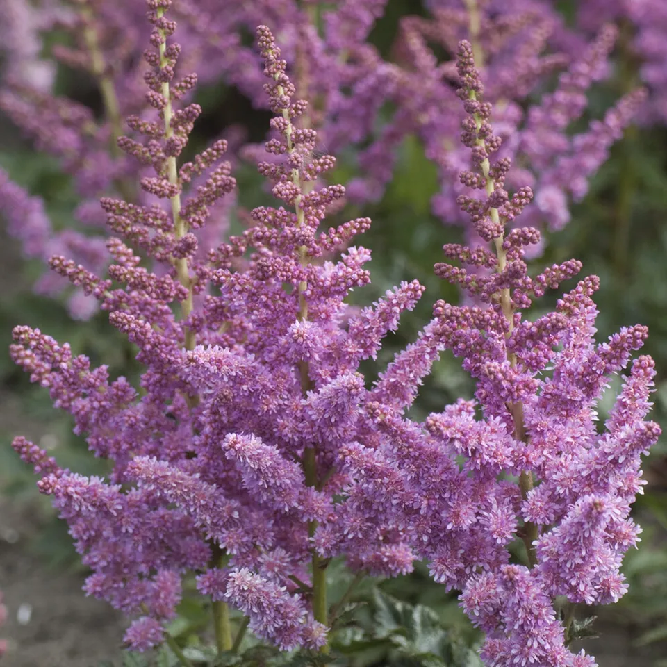 Bakker Astilbe Little Visions Purple plante vivace pot Ø9cm