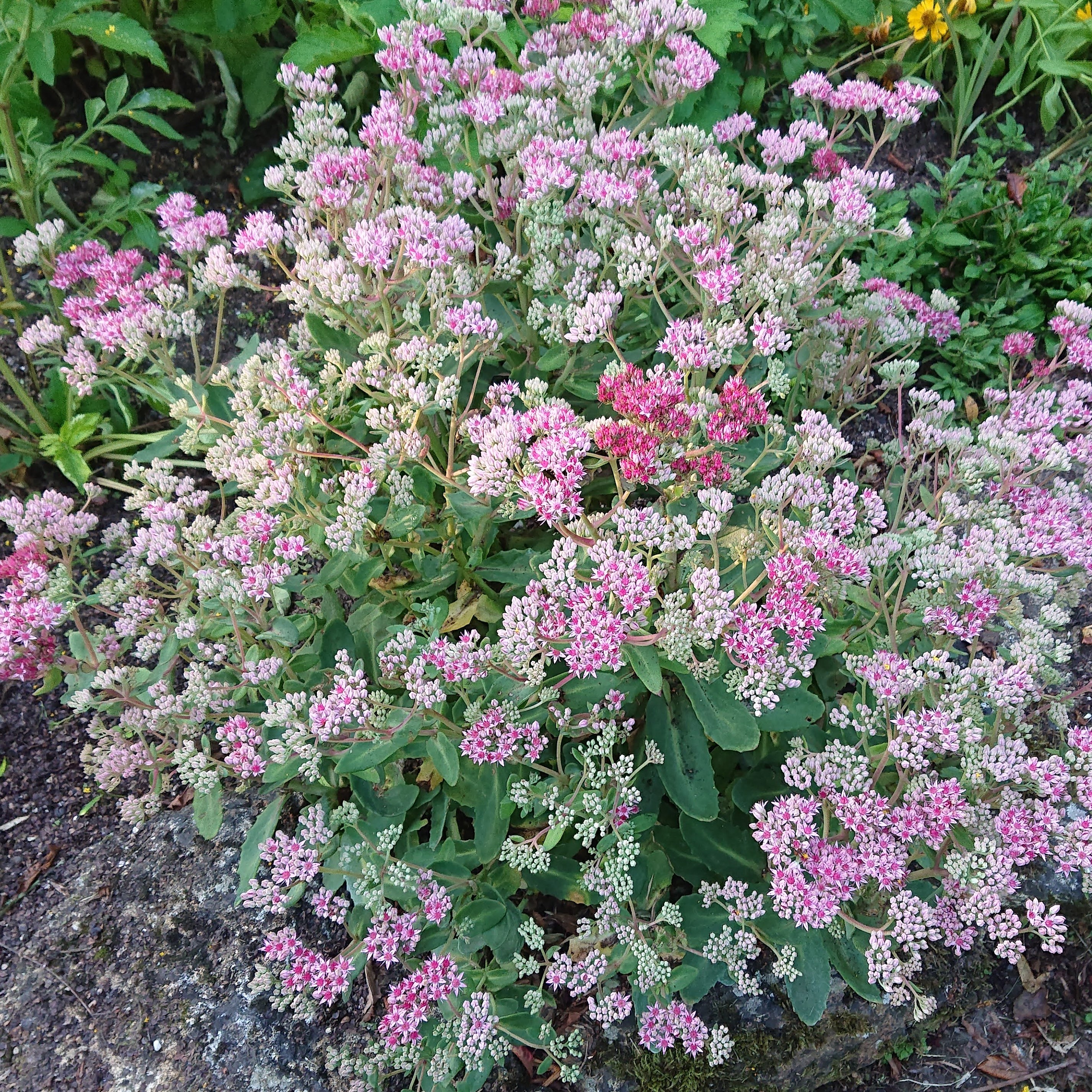 Passion Vivaces Sedum Abbeydore orpin rose foncé pot 1 litre