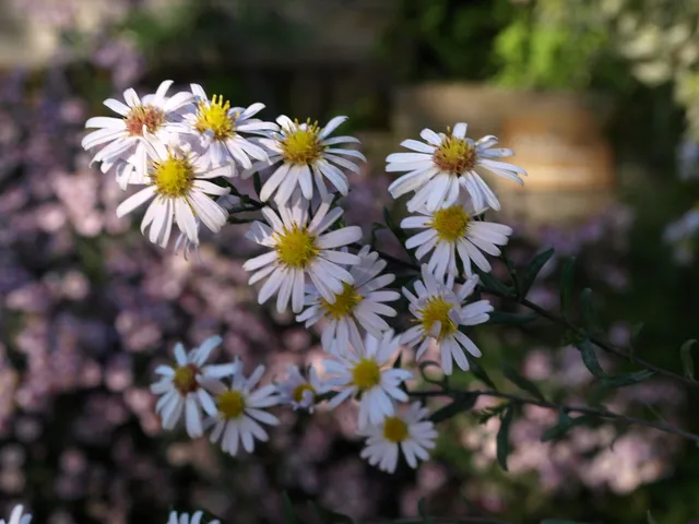 Passion Vivaces Aster Beauté du Nord plante vivace blanc mauve godet