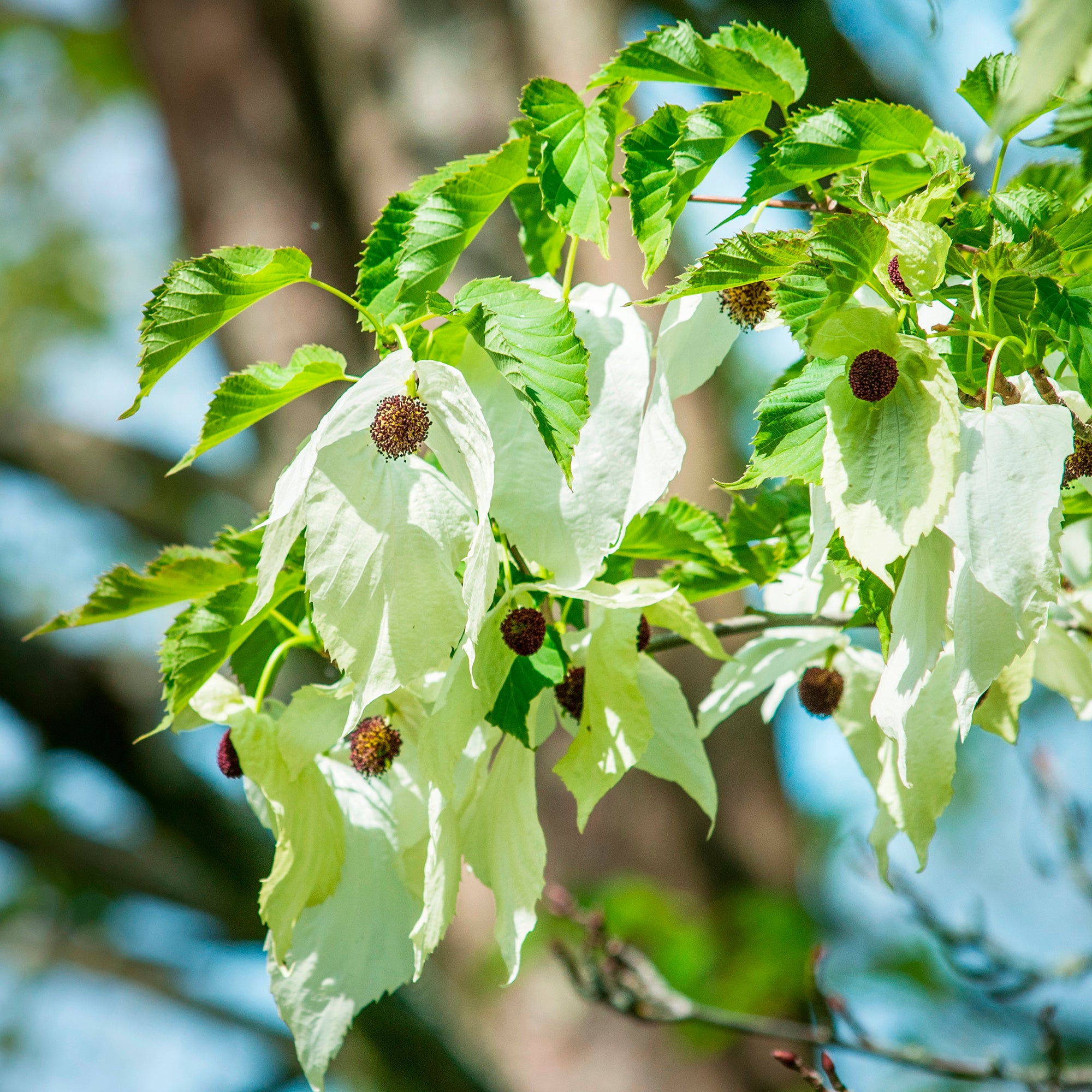 Bakker Arbre aux mouchoirs Davidia pot 1L fleurs blanches