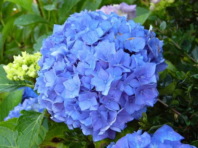 Les Hortensias du Haut Bois Adria hortensia fleurs rondes pleine terre