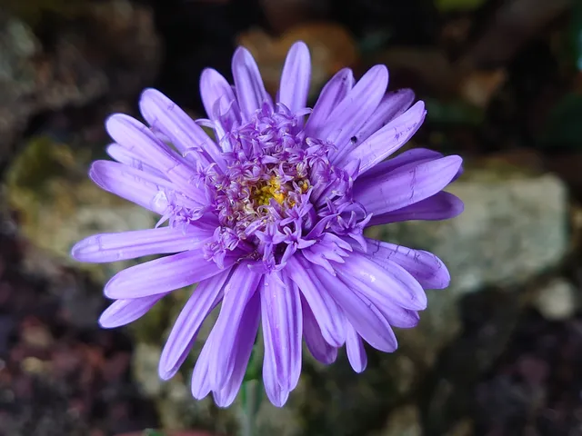 Passion Vivaces Aster alpinus Sabine vivace godet mauve