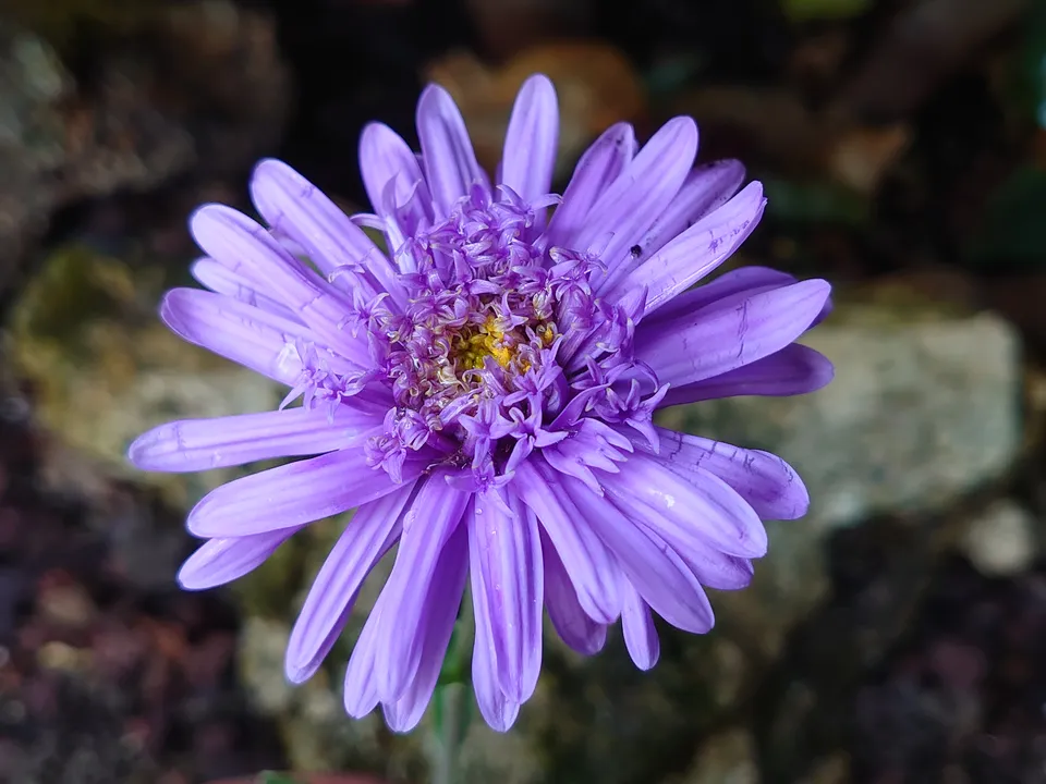 Passion Vivaces Aster alpinus Sabine vivace godet mauve