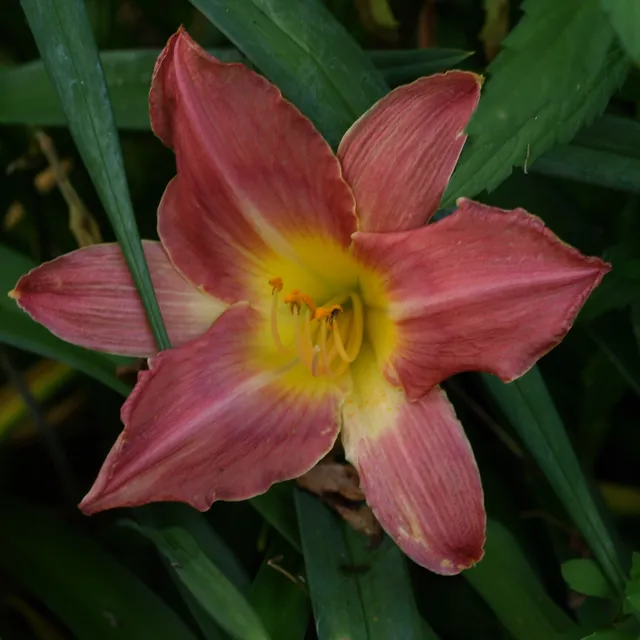 Passion Vivaces Hemerocallis Florentine Princess hémérocalle pot 1L rose