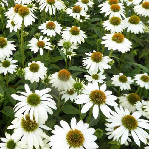 Bakker Echinacée Pow Wow White vivace pot 9cm fleur blanche