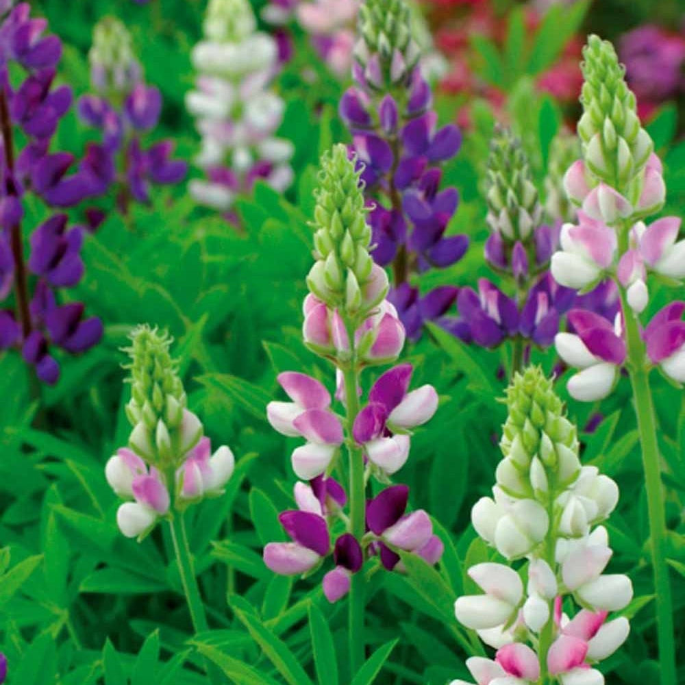 Bakker Lupin Hartweg mélange annuel sachet 1,5g multicolore