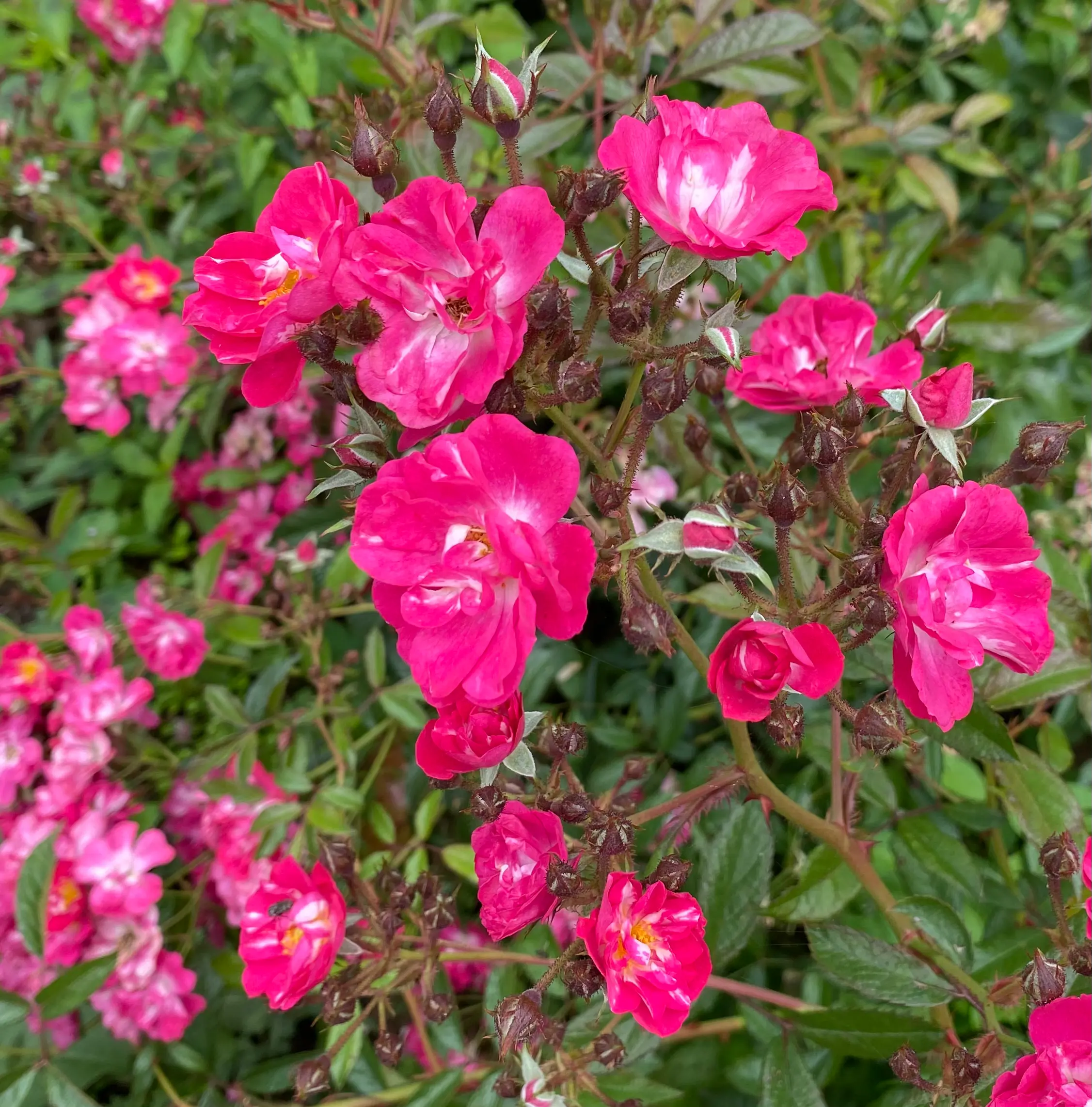 Michel Adam Robin Wood rosier buisson rouge cerise en godet