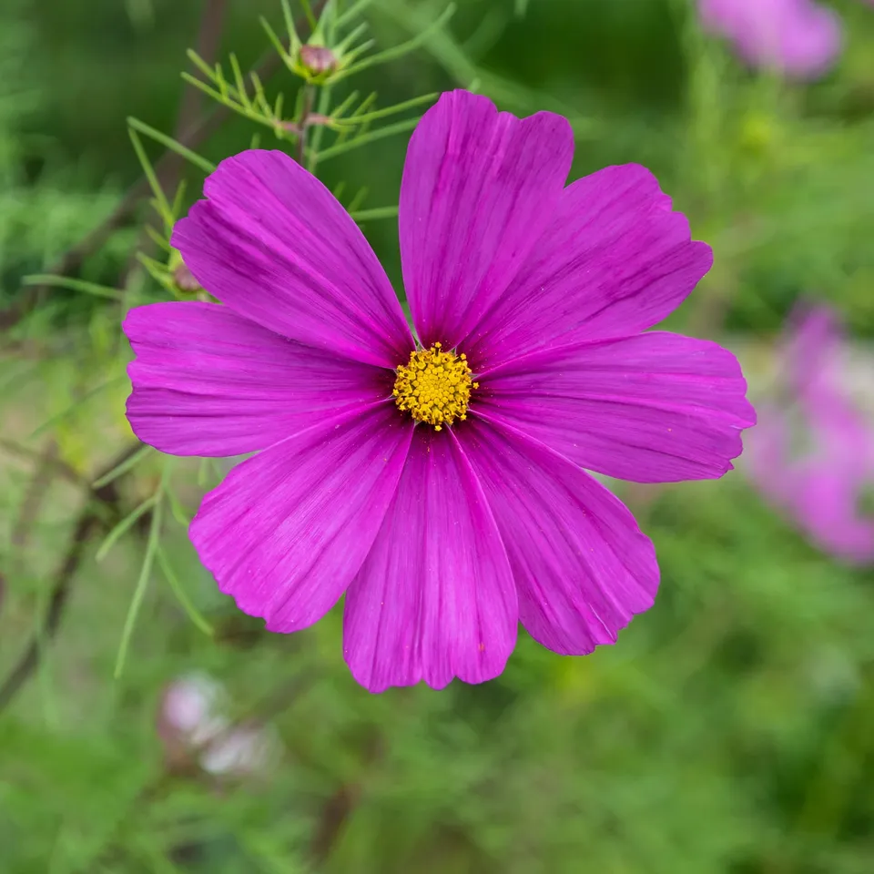 Bakker Cosmos violet pot 10,5cm fleur mauve 110cm