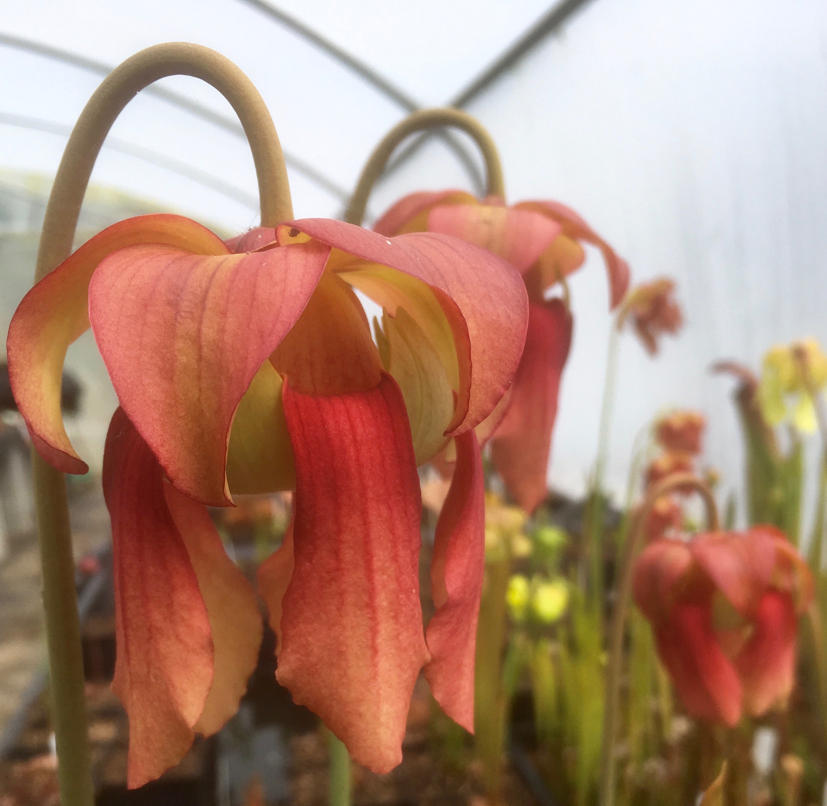 Carniflore Sarracenia Brook's Hybrid plante carnivore 1 point