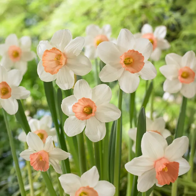 Bakker Iwona narcisse bicolore sachet de 5 bulbes