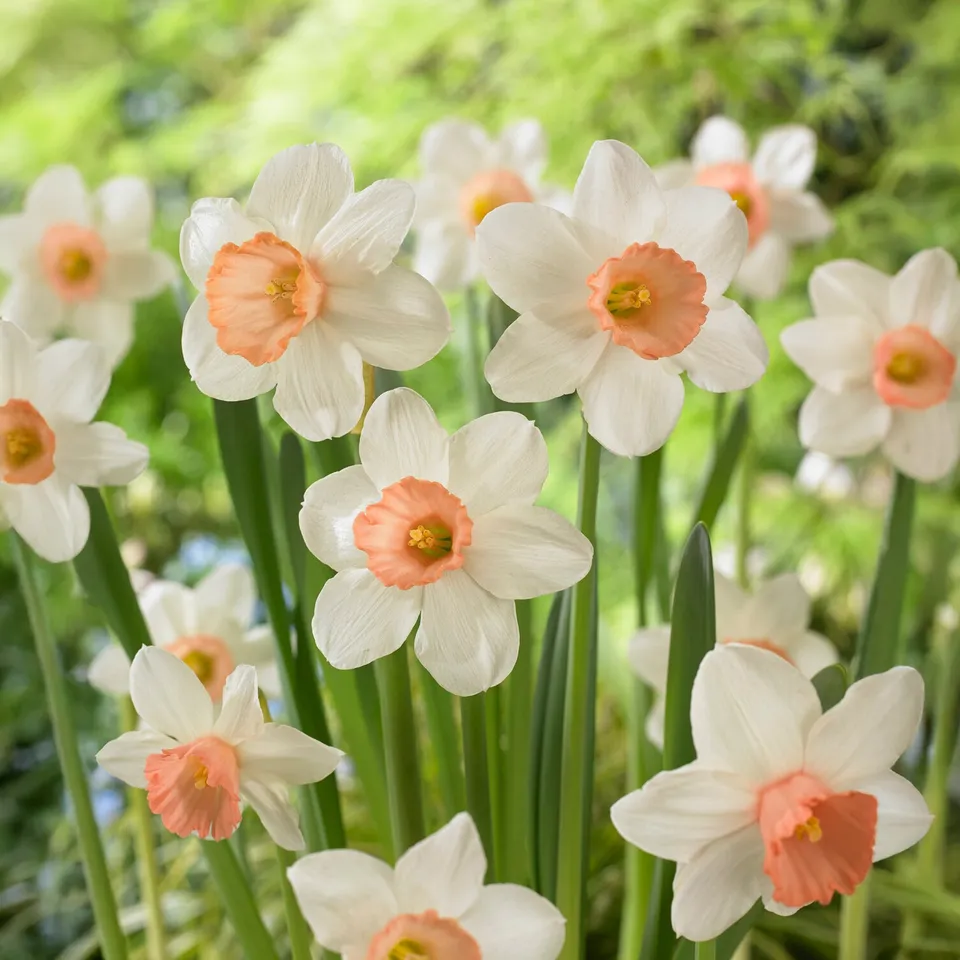 Bakker Iwona narcisse bicolore sachet de 5 bulbes