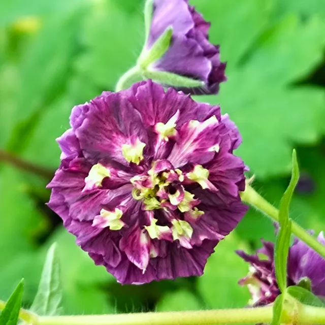 Passion Vivaces Geranium phaeum Joseph Green géranium vivace double pourpre
