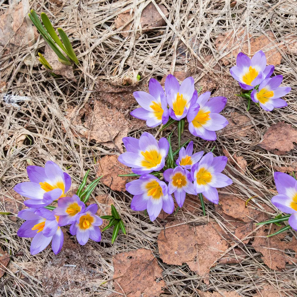 Bakker Bulbes Crocus Tricolor bulbes fleurs sachet 10 tricolore