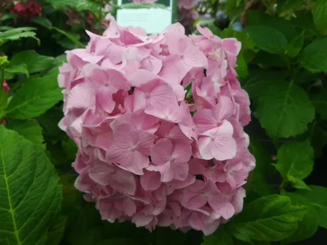Les Hortensias du Haut Bois Doolley hortensia fleurs rondes