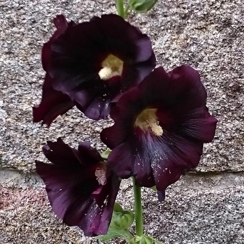 Bakker Rose trémière noire vivace pot 8 cm fleurs pourpres
