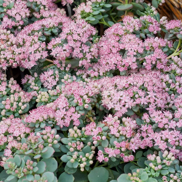 Bakker Sieboldii orpin retombant vivace pot 9cm rose