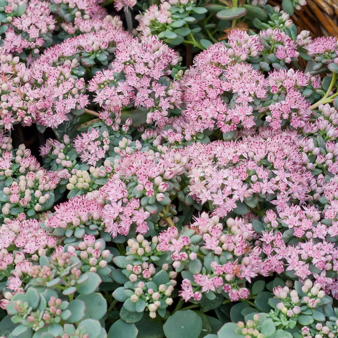 Bakker Sieboldii orpin retombant vivace pot 9cm rose