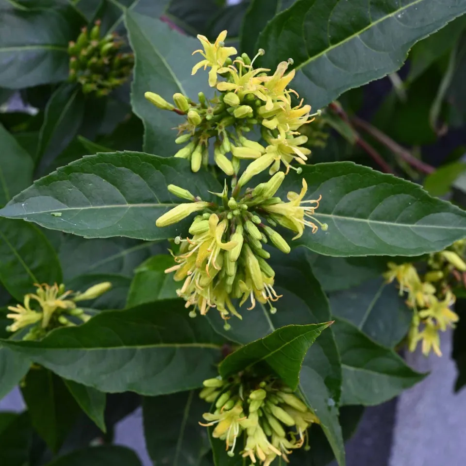 Bakker Butterfly Diervilla sessilifolia 2 pots jaune
