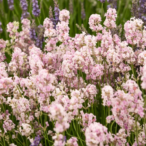 Bakker Lavande Rosea arbuste rose 2 pots Ø9cm