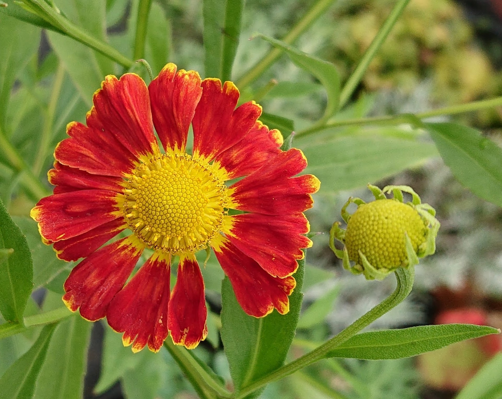Passion Vivaces Helenium Nella hélénium godet fleur rouge