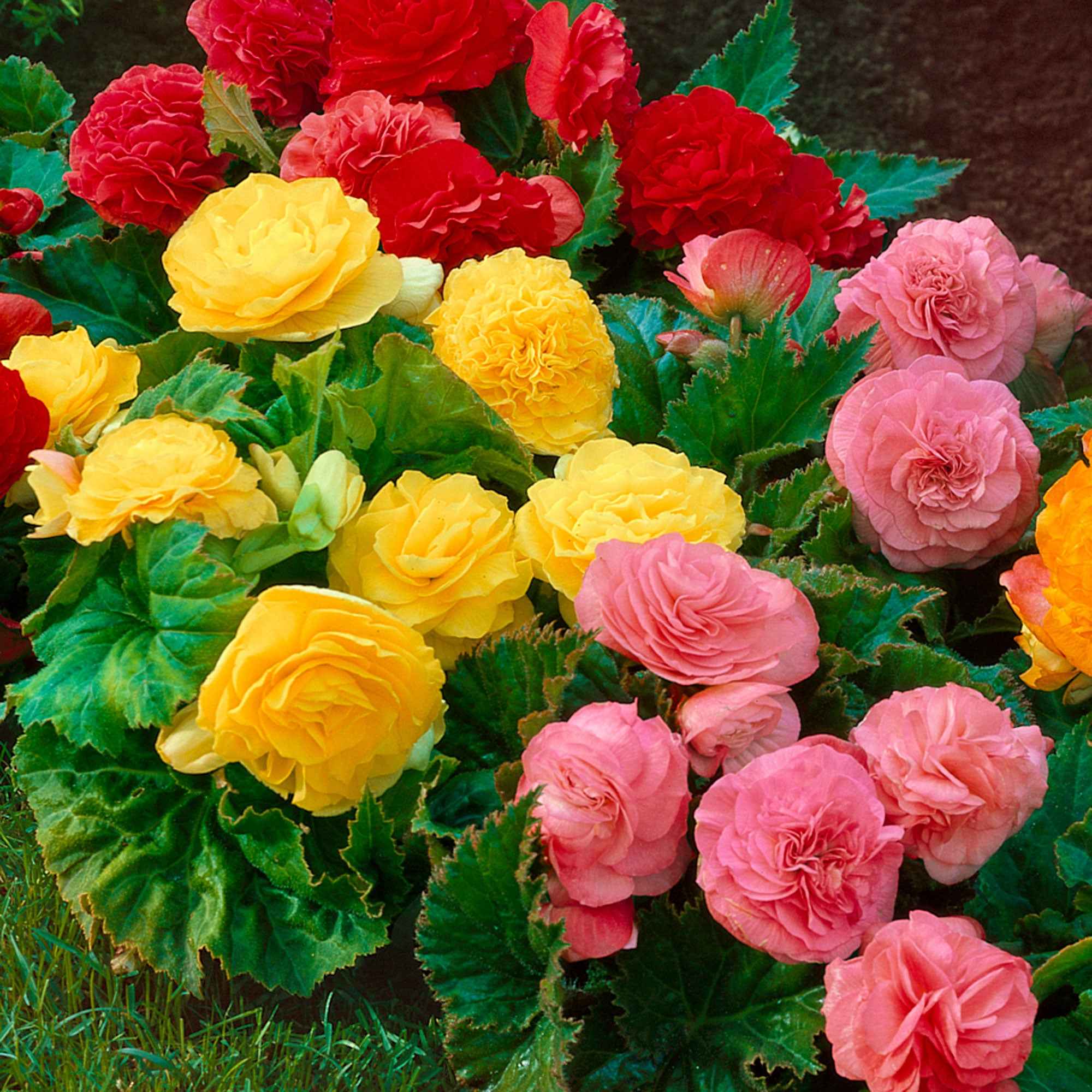 Bakker Bégonia Non Stop bulbe sachet 6 floraison continue