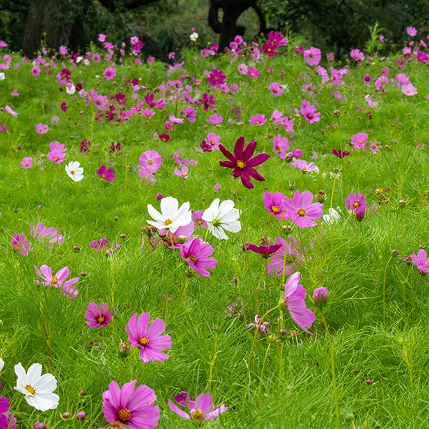Bakker Cosmos Sensation mélange fleur à couper sachet 225 graines