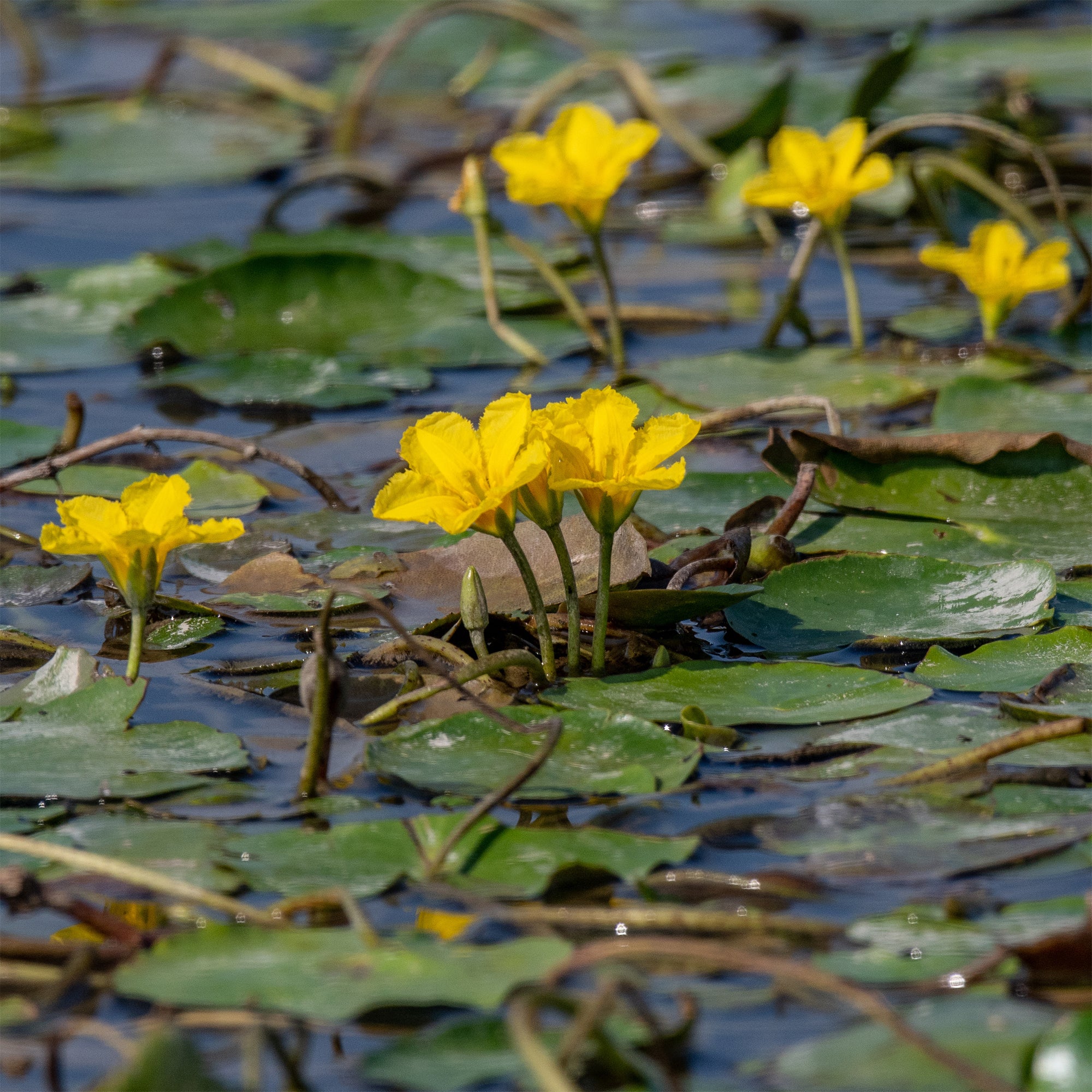 Bakker Limnanthème faux-nénuphar plante de bassin pot Ø9cm jaune