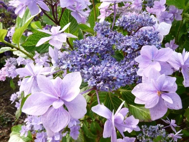Les Hortensias du Haut Bois Jogasaki hortensia macrophylla fleurs plates