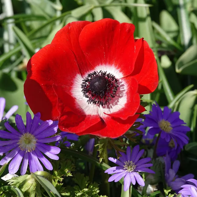 Bakker Hollandia anémone coronaria rouge 15 bulbes