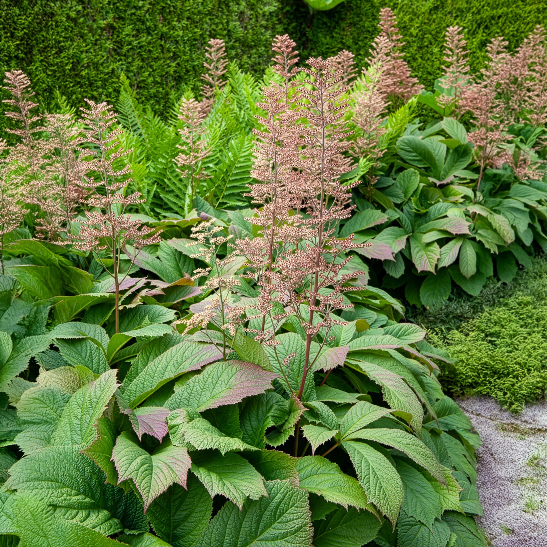 Bakker Rodgersia feuilles larges vivace pot 8cm crème