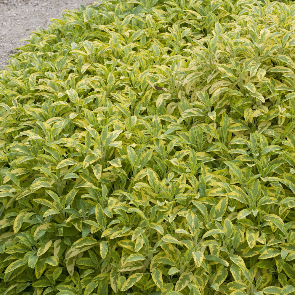 Bakker Sauge officinale Aurea aromatique pot 9cm doré