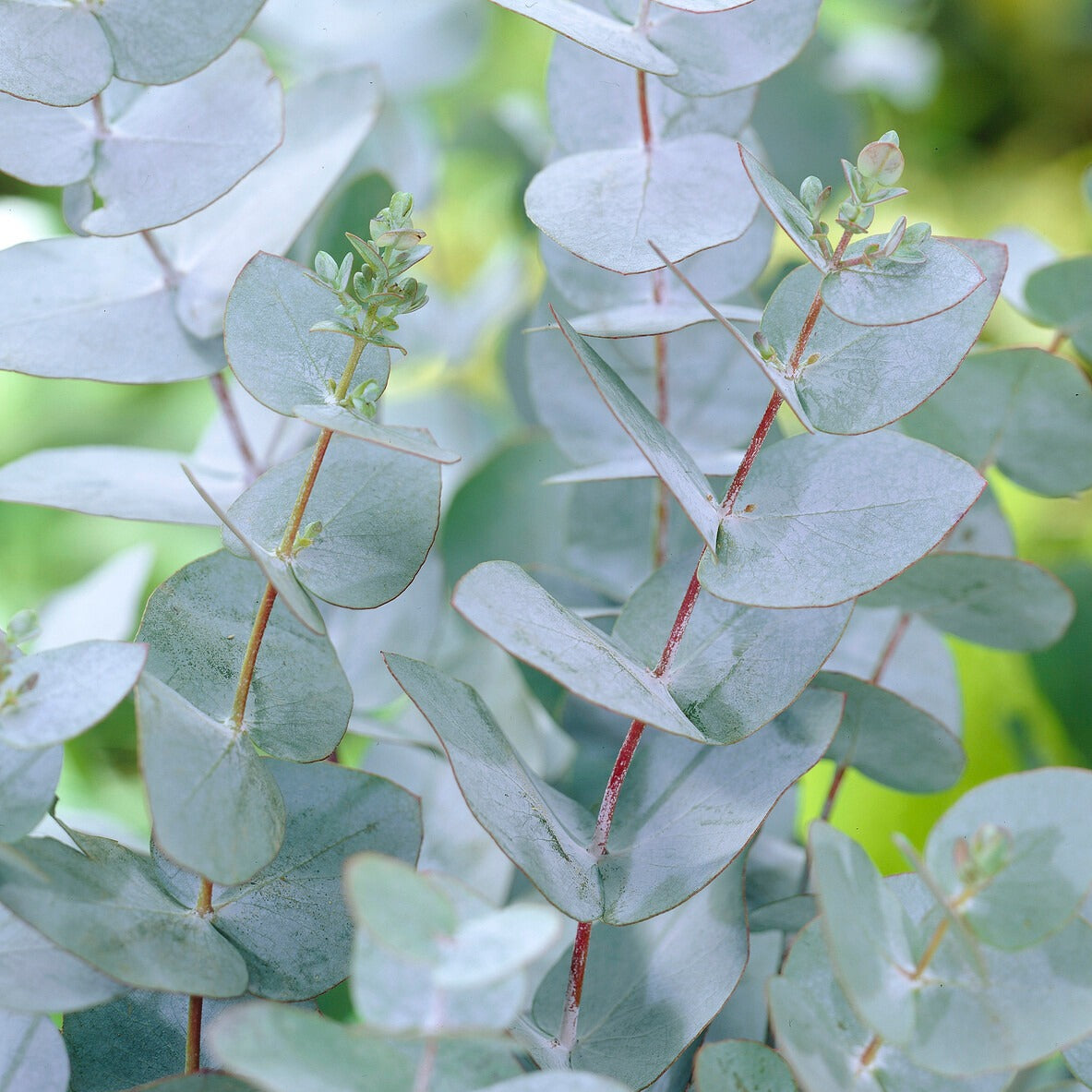 Bakker Baby Blue eucalyptus pot 2L feuillage bleu