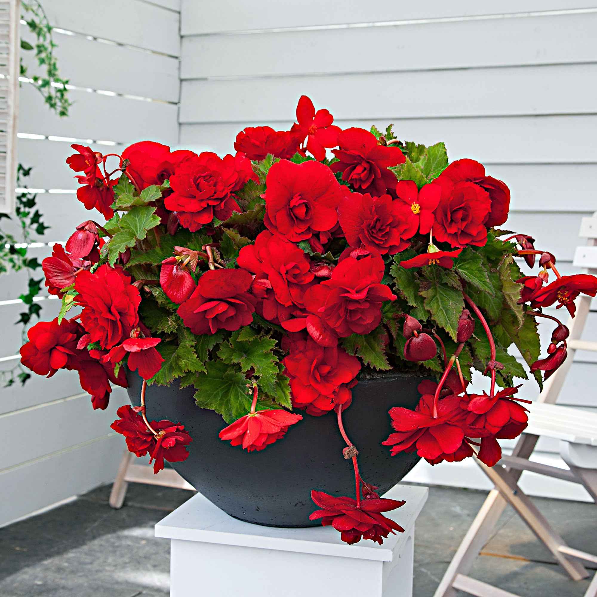 Bakker Scarlet bégonias retombants bulbes x5 rouge