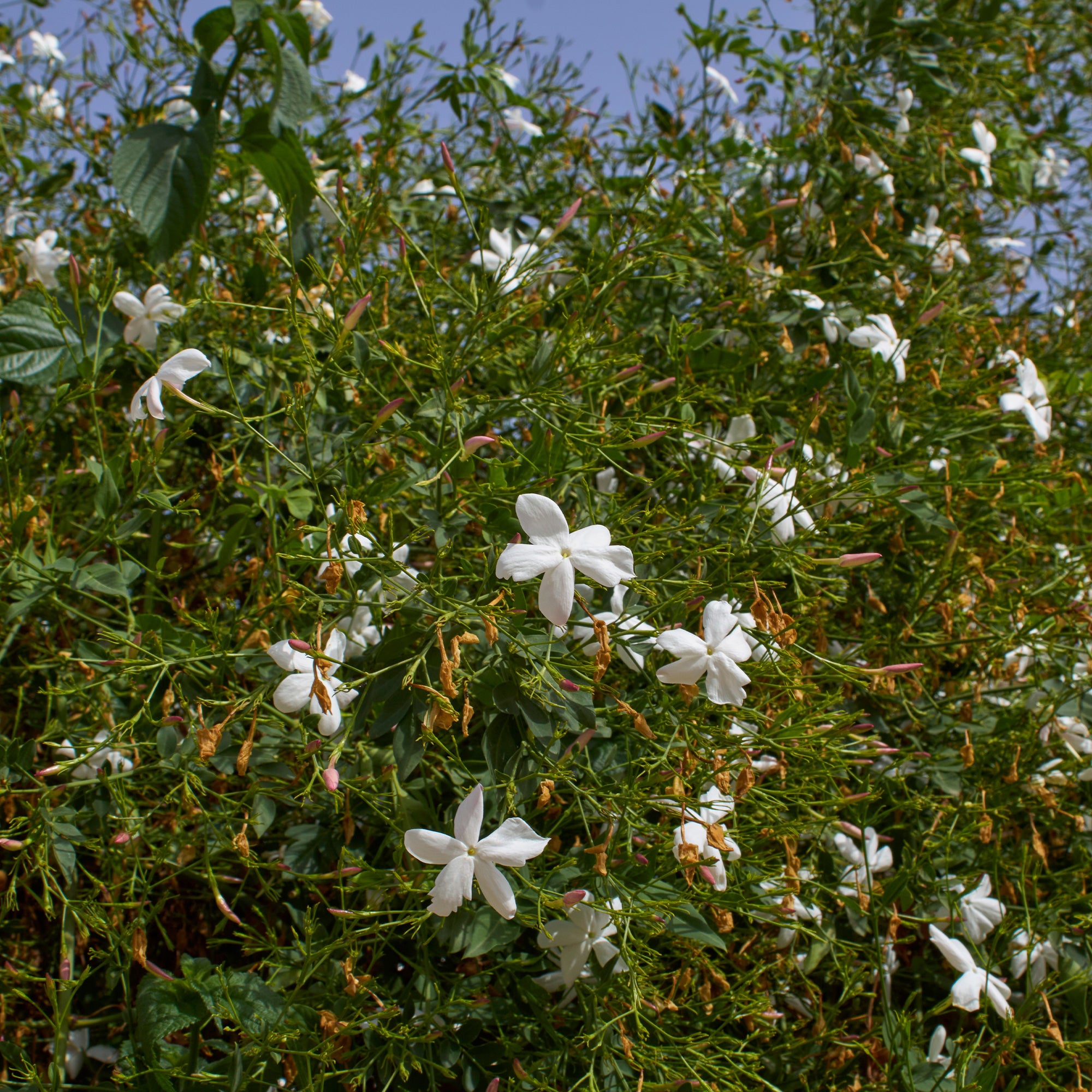 Bakker Jasmin de Grasse plante grimpante pot Ø11cm fleur blanche parfumée