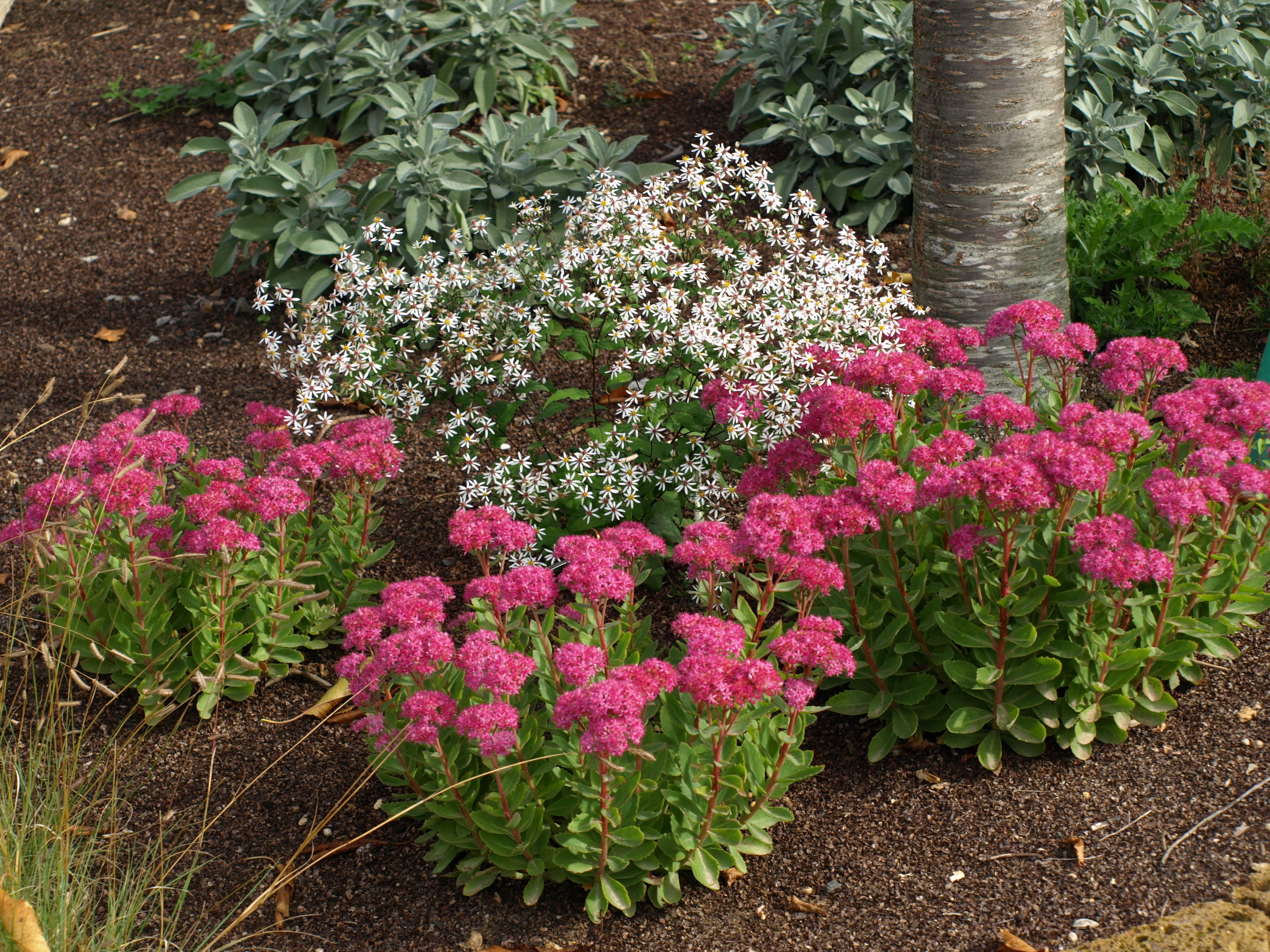 Passion Vivaces Aster divaricatus Tradescant plante godet blanc