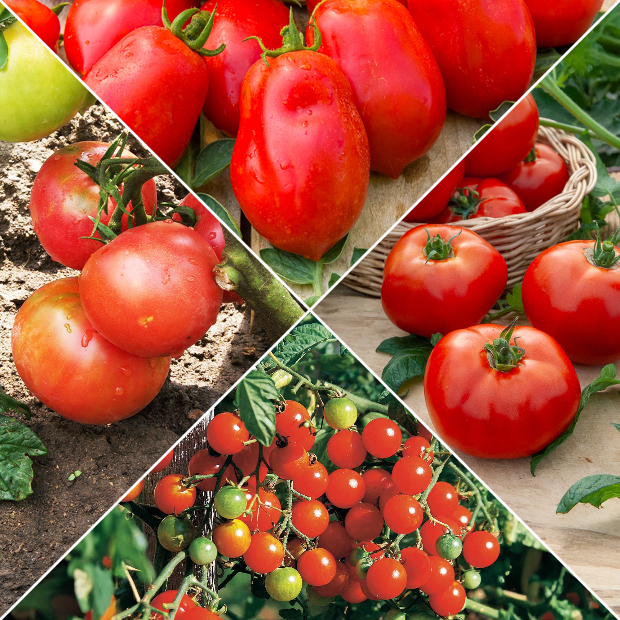 Bakker Collection de Tomates graines 4 sachets ±990 graines