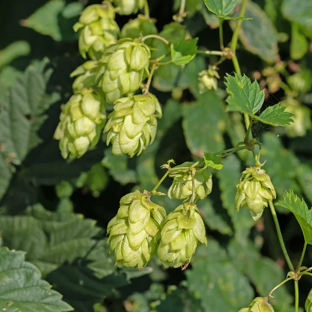 Bakker Prima Donna houblon femelle godet 9cm à cônes
