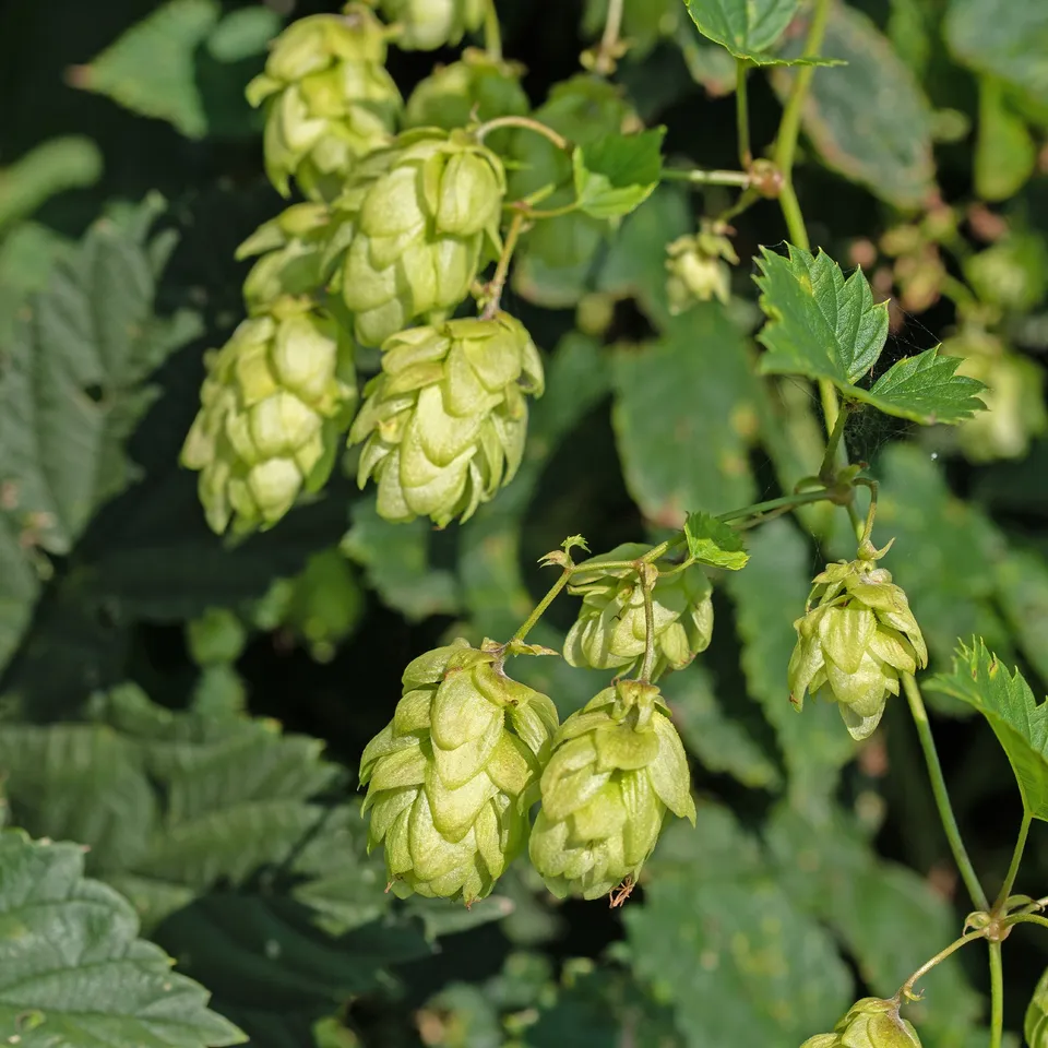 Bakker Prima Donna houblon femelle godet 9cm à cônes