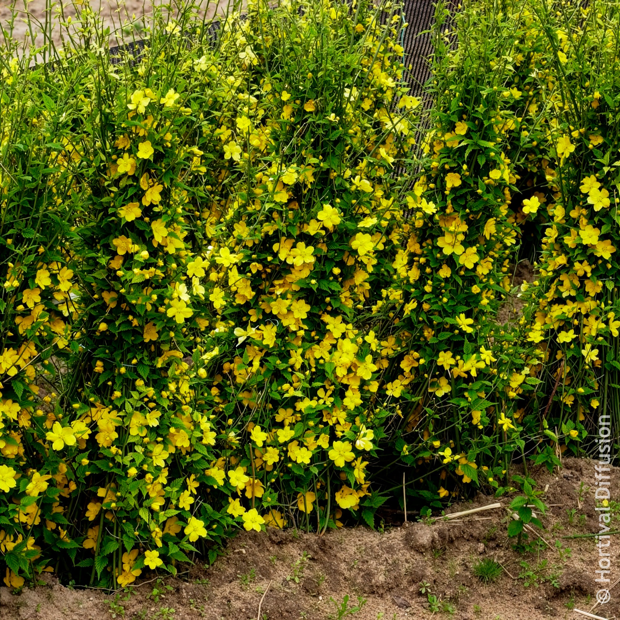 Bakker Corête Japon Golden Guinea arbuste pot 2 L fleurs jaunes