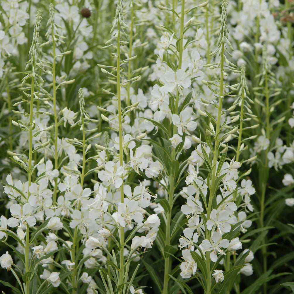 Bakker Épilobe blanche vivace mellifère pot Ø 9cm